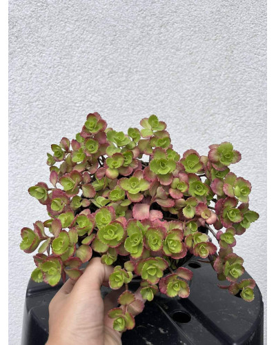 Очиток / седум помилковий Драгонс Блуд | Sedum spurium Dragons Blood | Очиток / седум ложный Драгонс Блуд