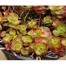 Очиток / седум помилковий Драгонс Блуд | Sedum spurium Dragons Blood | Очиток / седум ложный Драгонс Блуд