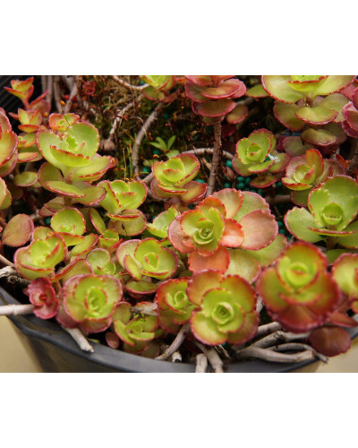 Очиток / седум помилковий Драгонс Блуд | Sedum spurium Dragons Blood | Очиток / седум ложный Драгонс Блуд