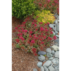 Очиток / седум помилковий Драгонс Блуд | Sedum spurium Dragons Blood | Очиток / седум ложный Драгонс Блуд