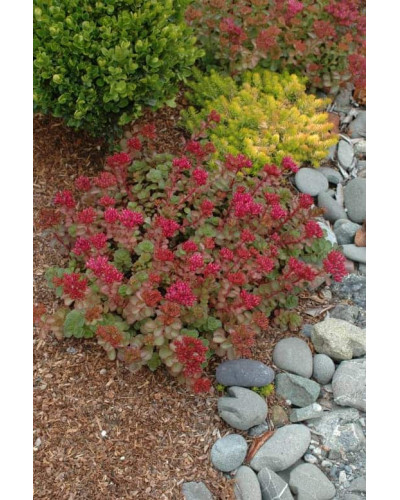 Очиток / седум помилковий Драгонс Блуд | Sedum spurium Dragons Blood | Очиток / седум ложный Драгонс Блуд
