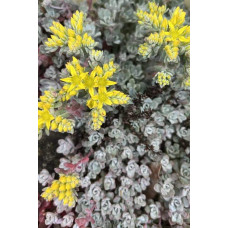 Очиток лопатчатолистий `Капе Бланко` | Sedum spathulifolium `Cape Blanco` | Очиток лопатчатолистный `Капе Бланко`