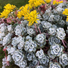 Очиток лопатчатолистий `Капе Бланко` | Sedum spathulifolium `Cape Blanco` | Очиток лопатчатолистный `Капе Бланко`