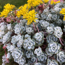 Очиток лопатчатолистий `Капе Бланко` | Sedum spathulifolium `Cape Blanco` | Очиток лопатчатолистный `Капе Бланко`
