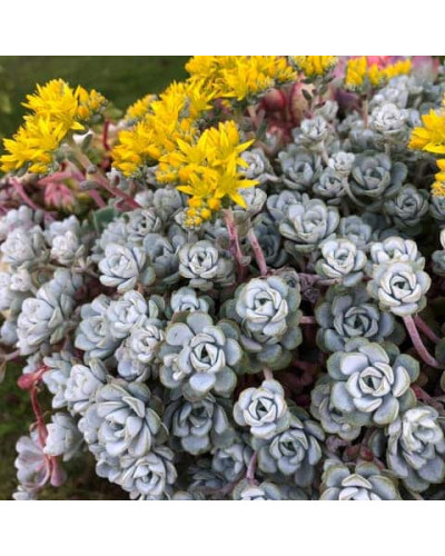 Очиток лопатчатолистий `Капе Бланко` | Sedum spathulifolium `Cape Blanco` | Очиток лопатчатолистный `Капе Бланко`