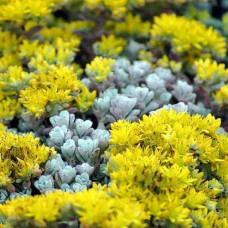 Очиток лопатчатолистий `Капе Бланко` | Sedum spathulifolium `Cape Blanco` | Очиток лопатчатолистный `Капе Бланко`
