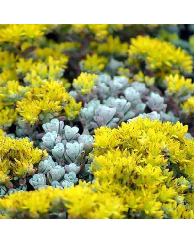 Очиток лопатчатолистий `Капе Бланко` | Sedum spathulifolium `Cape Blanco` | Очиток лопатчатолистный `Капе Бланко`