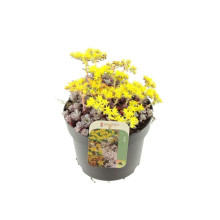 Очиток лопатчатолистий `Капе Бланко` | Sedum spathulifolium `Cape Blanco` | Очиток лопатчатолистный `Капе Бланко`