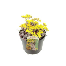 Очиток лопатчатолистий `Капе Бланко` | Sedum spathulifolium `Cape Blanco` | Очиток лопатчатолистный `Капе Бланко`