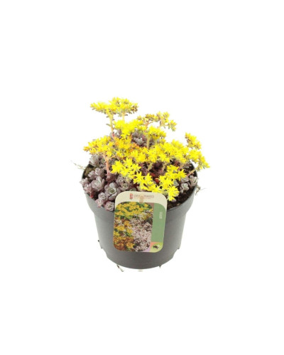 Очиток лопатчатолистий `Капе Бланко` | Sedum spathulifolium `Cape Blanco` | Очиток лопатчатолистный `Капе Бланко`