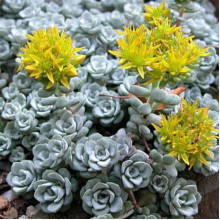 Очиток лопатчатолистий `Капе Бланко` | Sedum spathulifolium `Cape Blanco` | Очиток лопатчатолистный `Капе Бланко`