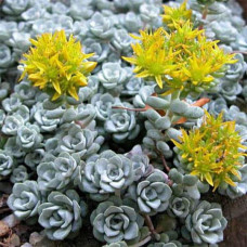 Очиток лопатчатолистий `Капе Бланко` | Sedum spathulifolium `Cape Blanco` | Очиток лопатчатолистный `Капе Бланко`