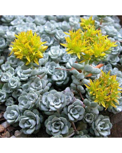 Очиток лопатчатолистий `Капе Бланко` | Sedum spathulifolium `Cape Blanco` | Очиток лопатчатолистный `Капе Бланко`