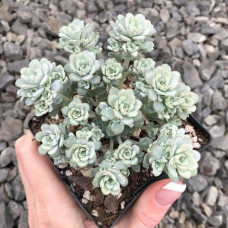 Очиток лопатчатолистий `Капе Бланко` | Sedum spathulifolium `Cape Blanco` | Очиток лопатчатолистный `Капе Бланко`