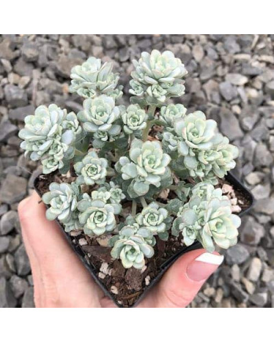 Очиток лопатчатолистий `Капе Бланко` | Sedum spathulifolium `Cape Blanco` | Очиток лопатчатолистный `Капе Бланко`