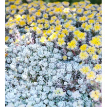 Очиток лопатчатолистий `Капе Бланко` | Sedum spathulifolium `Cape Blanco` | Очиток лопатчатолистный `Капе Бланко`