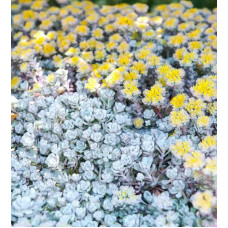 Очиток лопатчатолистий `Капе Бланко` | Sedum spathulifolium `Cape Blanco` | Очиток лопатчатолистный `Капе Бланко`