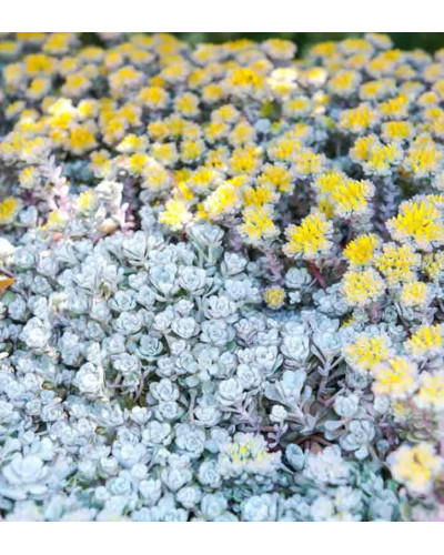 Очиток лопатчатолистий `Капе Бланко` | Sedum spathulifolium `Cape Blanco` | Очиток лопатчатолистный `Капе Бланко`