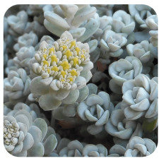 Очиток лопатчатолистий `Капе Бланко` | Sedum spathulifolium `Cape Blanco` | Очиток лопатчатолистный `Капе Бланко`