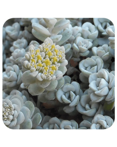 Очиток лопатчатолистий `Капе Бланко` | Sedum spathulifolium `Cape Blanco` | Очиток лопатчатолистный `Капе Бланко`