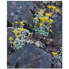 Очиток лопатчатолистий `Капе Бланко` | Sedum spathulifolium `Cape Blanco` | Очиток лопатчатолистный `Капе Бланко`