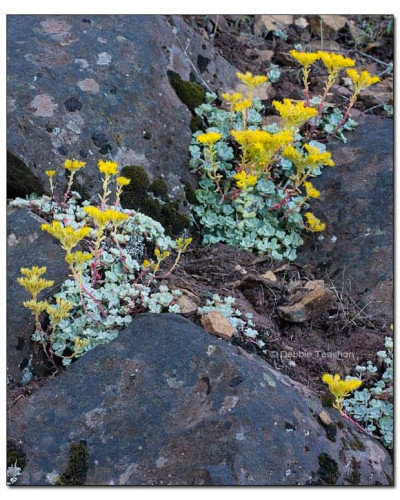 Очиток лопатчатолистий `Капе Бланко` | Sedum spathulifolium `Cape Blanco` | Очиток лопатчатолистный `Капе Бланко`