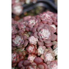 Очиток ложколистий Пурпуреум | Sedum spathulifolium Purpureum | Очиток лопатчатолистный Пурпуреум