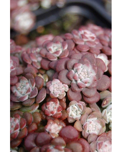 Очиток ложколистий Пурпуреум | Sedum spathulifolium Purpureum | Очиток лопатчатолистный Пурпуреум
