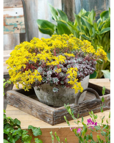 Очиток ложколистий Пурпуреум | Sedum spathulifolium Purpureum | Очиток лопатчатолистный Пурпуреум