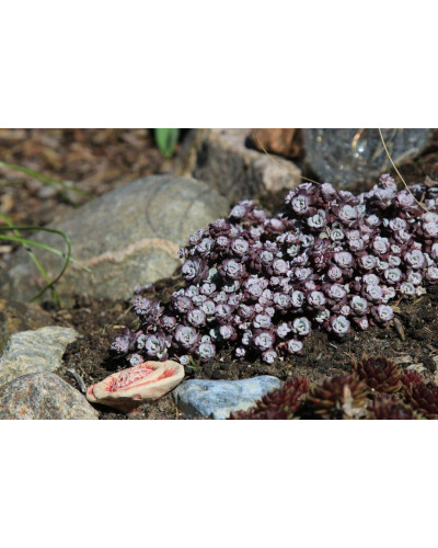 Очиток ложколистий Пурпуреум | Sedum spathulifolium Purpureum | Очиток лопатчатолистный Пурпуреум