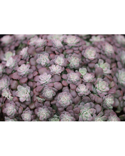 Очиток ложколистий Пурпуреум | Sedum spathulifolium Purpureum | Очиток лопатчатолистный Пурпуреум