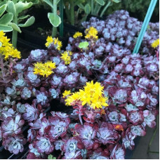 Очиток ложколистий Пурпуреум | Sedum spathulifolium Purpureum | Очиток лопатчатолистный Пурпуреум