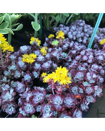 Очиток ложколистий Пурпуреум | Sedum spathulifolium Purpureum | Очиток лопатчатолистный Пурпуреум