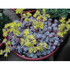 Очиток ложколистий Пурпуреум | Sedum spathulifolium Purpureum | Очиток лопатчатолистный Пурпуреум