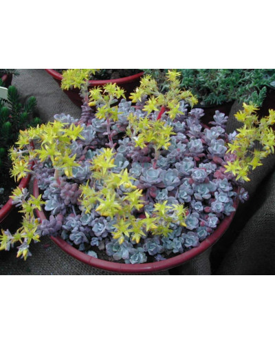 Очиток ложколистий Пурпуреум | Sedum spathulifolium Purpureum | Очиток лопатчатолистный Пурпуреум