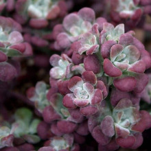 Очиток ложколистий Пурпуреум | Sedum spathulifolium Purpureum | Очиток лопатчатолистный Пурпуреум