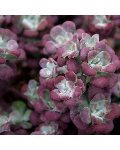 Очиток ложколистий Пурпуреум | Sedum spathulifolium Purpureum | Очиток лопатчатолистный Пурпуреум