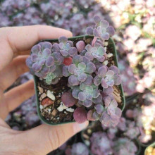 Очиток ложколистий Пурпуреум | Sedum spathulifolium Purpureum | Очиток лопатчатолистный Пурпуреум