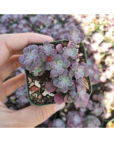 Очиток ложколистий Пурпуреум | Sedum spathulifolium Purpureum | Очиток лопатчатолистный Пурпуреум