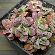 Очиток ложколистий Пурпуреум | Sedum spathulifolium Purpureum | Очиток лопатчатолистный Пурпуреум