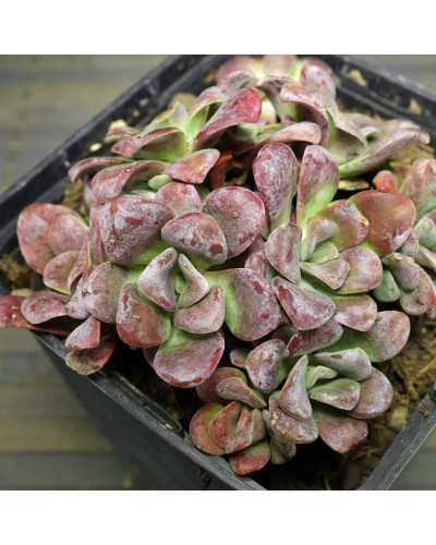 Очиток ложколистий Пурпуреум | Sedum spathulifolium Purpureum | Очиток лопатчатолистный Пурпуреум