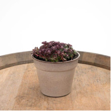 Очиток ложколистий Пурпуреум | Sedum spathulifolium Purpureum | Очиток лопатчатолистный Пурпуреум
