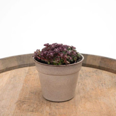 Очиток ложколистий Пурпуреум | Sedum spathulifolium Purpureum | Очиток лопатчатолистный Пурпуреум