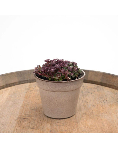 Очиток ложколистий Пурпуреум | Sedum spathulifolium Purpureum | Очиток лопатчатолистный Пурпуреум