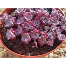 Очиток ложколистий Пурпуреум | Sedum spathulifolium Purpureum | Очиток лопатчатолистный Пурпуреум