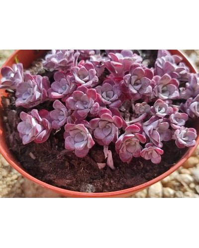 Очиток ложколистий Пурпуреум | Sedum spathulifolium Purpureum | Очиток лопатчатолистный Пурпуреум
