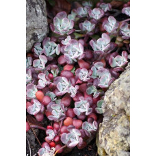 Очиток ложколистий Пурпуреум | Sedum spathulifolium Purpureum | Очиток лопатчатолистный Пурпуреум