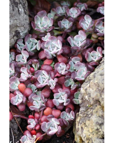 Очиток ложколистий Пурпуреум | Sedum spathulifolium Purpureum | Очиток лопатчатолистный Пурпуреум
