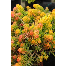 Очиток гірський Ангеліна | Sedum rupestre Angelina | Очиток горный Ангелина
