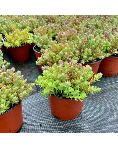 Очиток гірський Ангеліна | Sedum rupestre Angelina | Очиток горный Ангелина